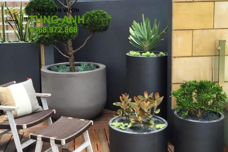 Chậu xi măng - Điểm nhấn cho phòng khách.