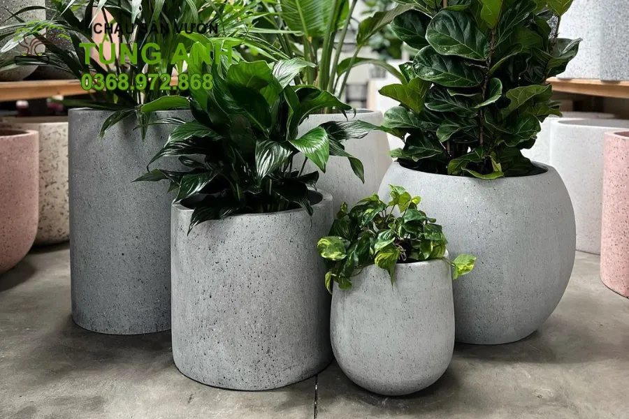Chậu đá mài và cây cảnh: Sự kết hợp hoàn hảo.